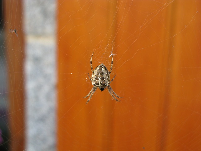 蜘蛛 Aranéides - 上的免费照片