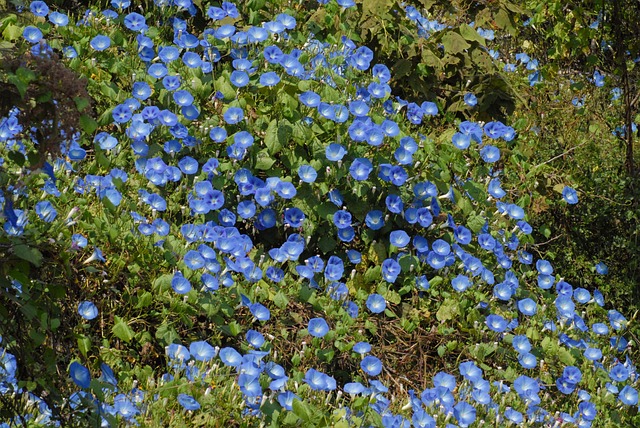 蓝蓝的钟声 花朵 院子 Tlapa De - 上的免费照片