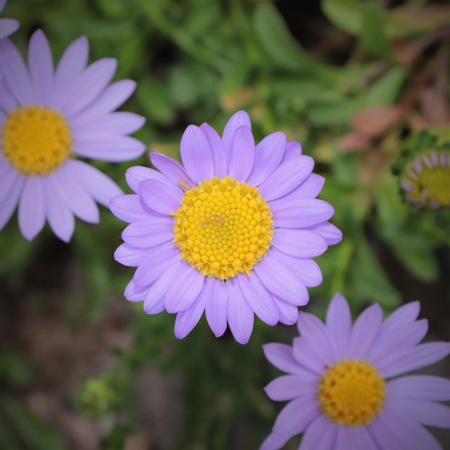 花 花朵 花瓣 - 上的免费照片