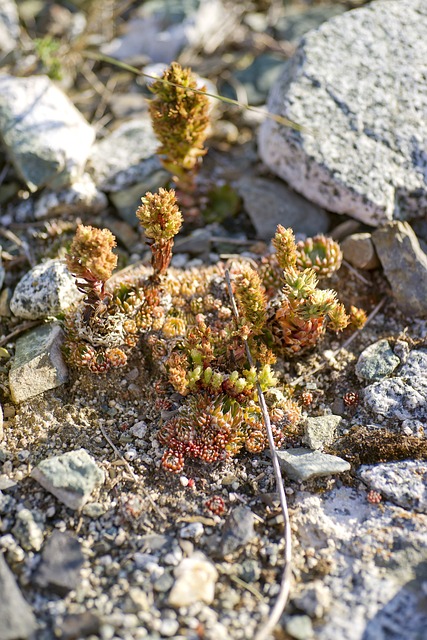 年轻Shareone 背景 植物学 - 上的免费照片