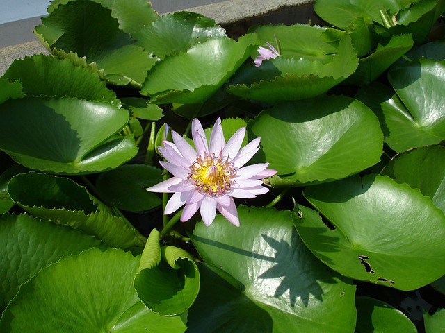 劳斯 蜜蜂 - 上的免费照片
