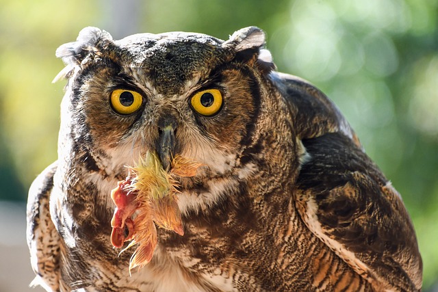 猫头鹰 大公 猎物 - 上的免费照片