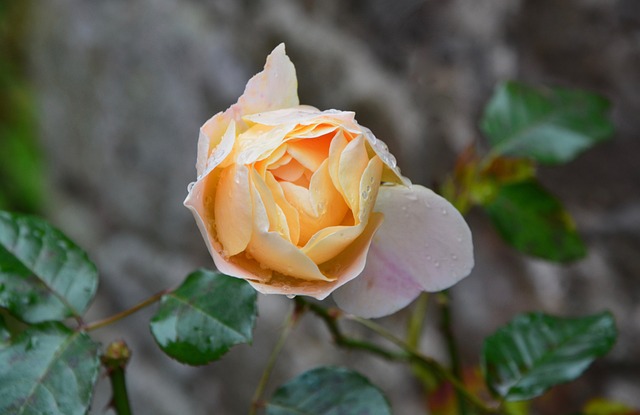 粉色 黄玫瑰 灌木 - 上的免费照片