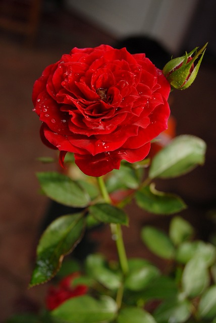 红玫瑰 花瓣 花朵 Tlapa De - 上的免费照片