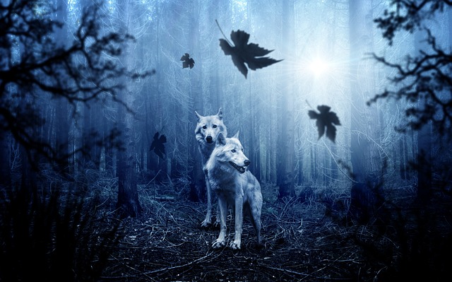 狼 狼群 森林 - 上的免费照片