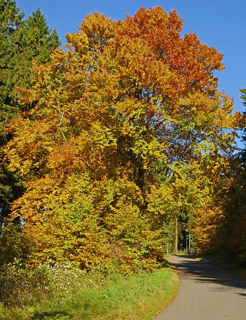 秋山毛榉 混交林 Sauerland - 上的免费照片