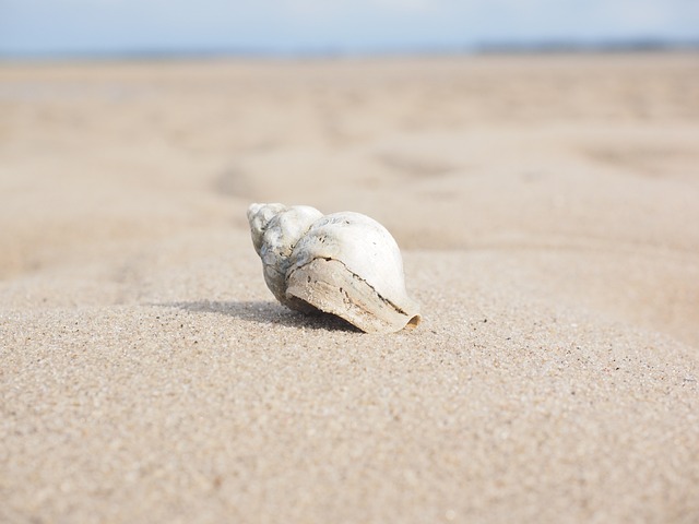 蜗牛 青春痘 壳 - 上的免费照片
