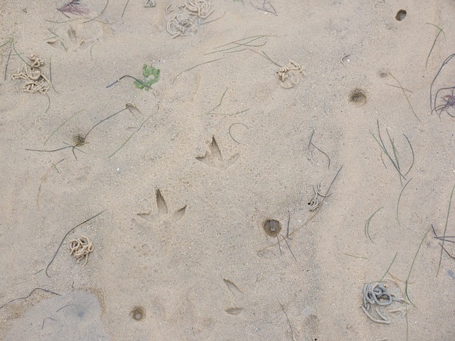 轨道在北海 瓦登海 感觉 - 上的免费照片