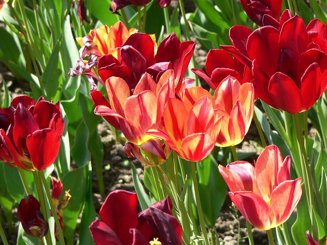 塔兰托别墅 花朵 红色的 - 上的免费照片