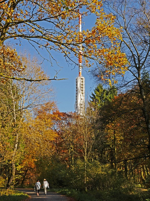 秋天的树林 Sauerland 北亮 - 上的免费照片