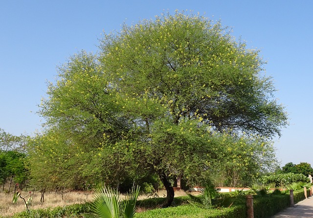 奶奶 树 金合欢 Vachellia - 上的免费照片