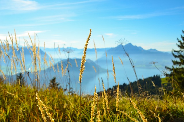 草叶 瑞士 Rigi - 上的免费照片