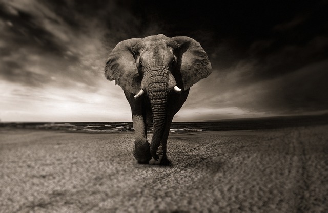 大象 黑和白 动物 - 上的免费照片