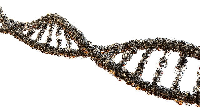 痛风 生物学 Dna链 - 上的免费照片
