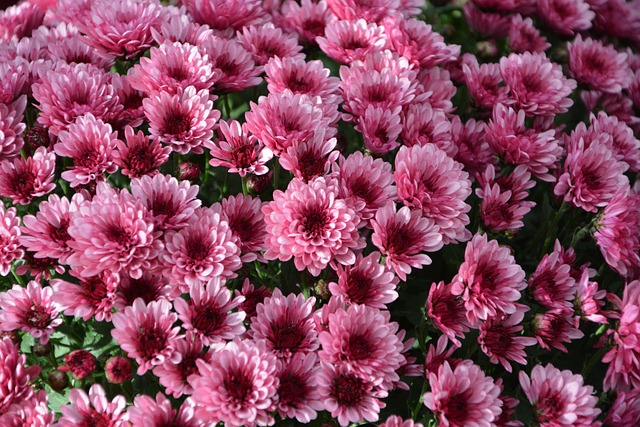 菊花 鲜花 颜色 - 上的免费照片