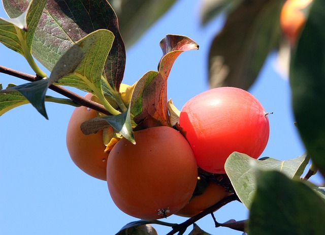 柿子树 甜柿 水果 - 上的免费照片
