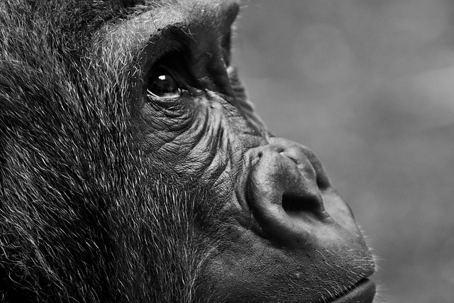 动物 大猩猩 灵长类动物 - 上的免费照片