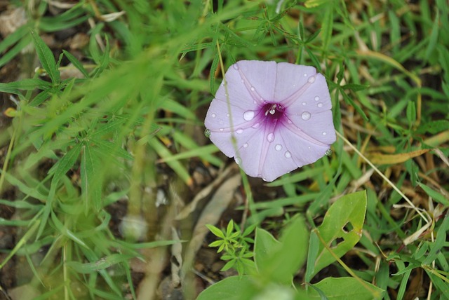 紫铃 花区域 花 Tlapa De - 上的免费照片