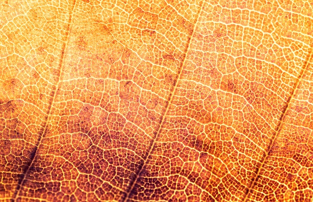 质地 结构体 叶子 - 上的免费照片