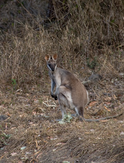 长尾蜥袋鼠 漂亮的脸袋鼠 Macropus Parryi - 上的免费照片