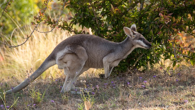 长尾蜥袋鼠 漂亮的脸袋鼠 Macropus Parryi - 上的免费照片