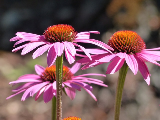 锥花 紫锥菊 粉色的 - 上的免费照片