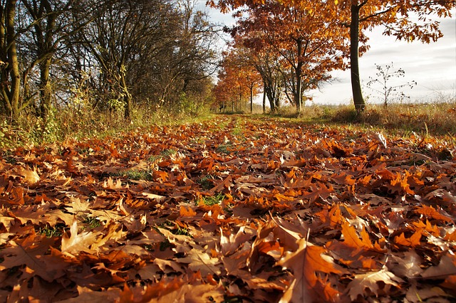 秋天 落叶 堕落 - 上的免费照片