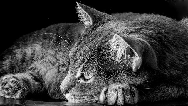 猫咪 猫 动物 - 上的免费照片