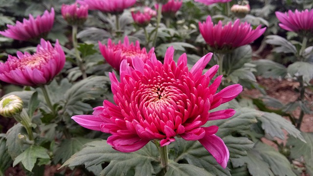 菊花 秋季 红色 - 上的免费照片
