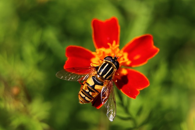 Citroenpendel Hoverfly Bug - 上的免费照片