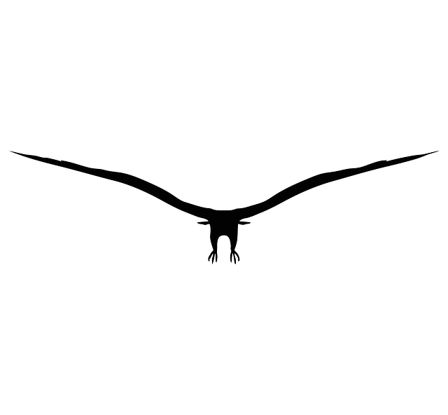 鹰 轮廓 鸟 - 免费矢量图形