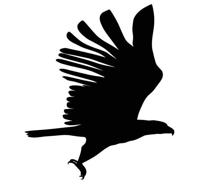 鹰 轮廓 鸟 - 免费矢量图形