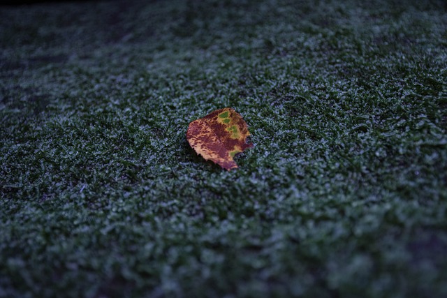 叶子 苔藓 户外的 - 上的免费照片