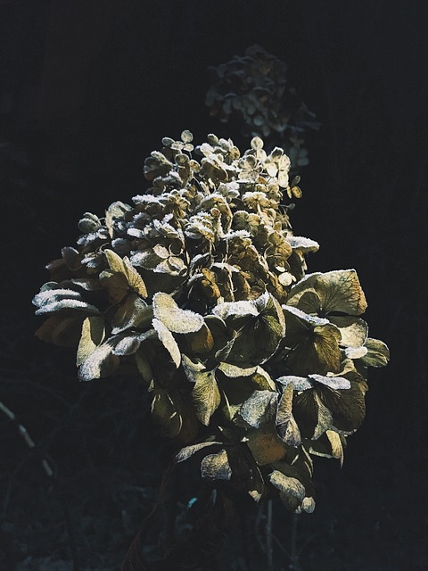 花 冰淇淋 夜晚 - 上的免费照片