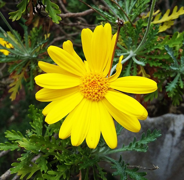 花 黄花 黄色 - 上的免费照片
