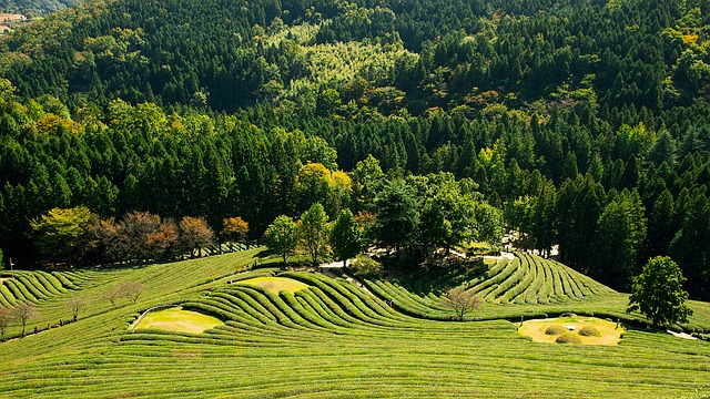 绿化 景观 茶 - 上的免费照片