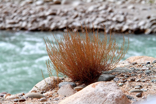 列 Laddakh 湖 - 上的免费照片