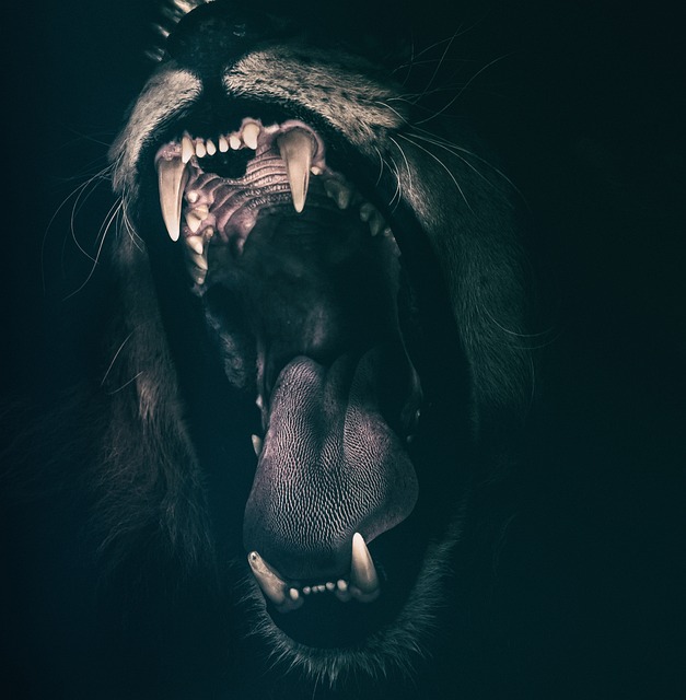 狮子 牙齿 怒吼 - 上的免费照片