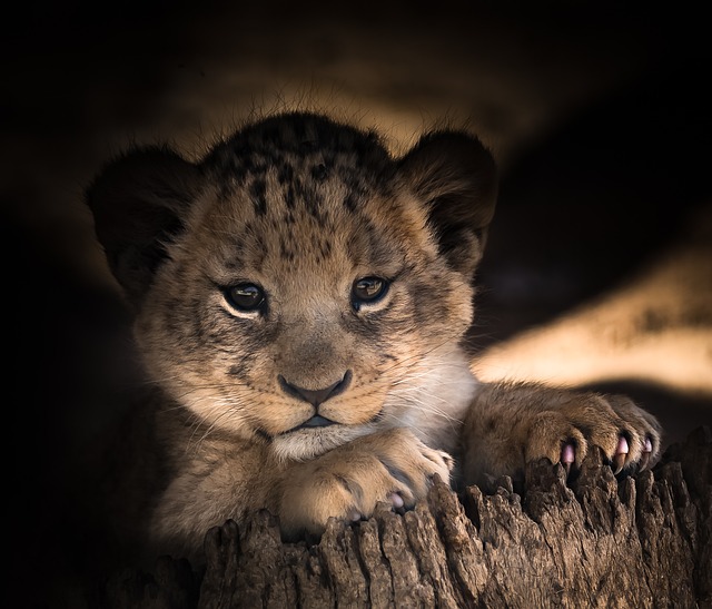 小狮子 可爱的 眼睛 - 上的免费照片