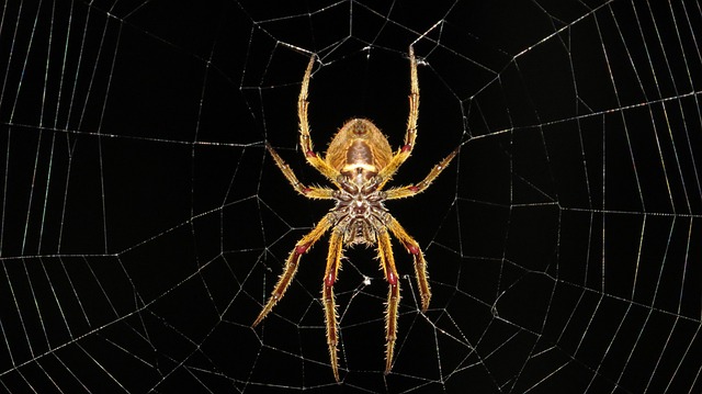 蜘蛛 网络 蛛形纲动物 - 上的免费照片