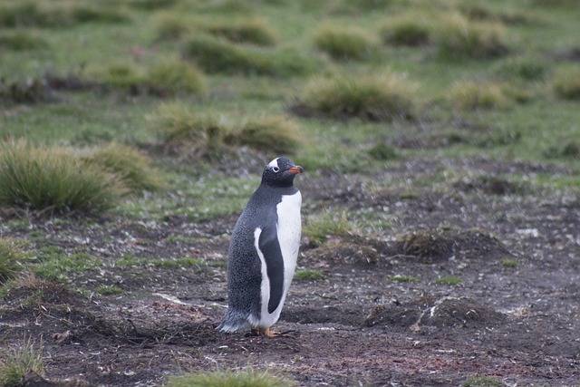 Gentoo 企鹅 福克兰群岛 - 上的免费照片