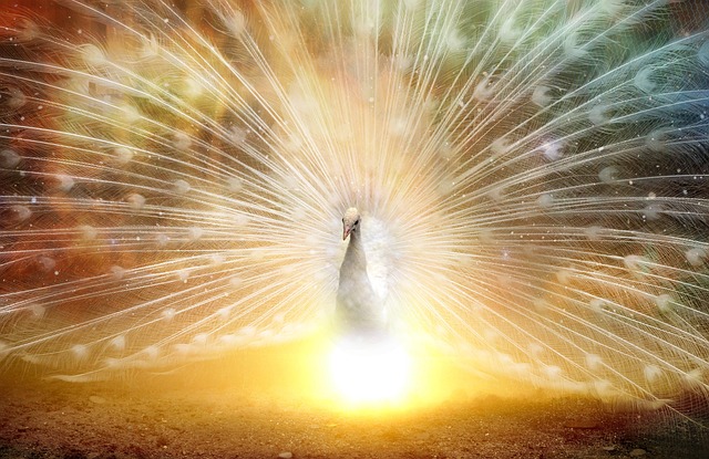 孔雀 风水的 中国 - 上的免费照片