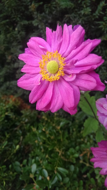 网名 阳光明媚 花 - 上的免费照片