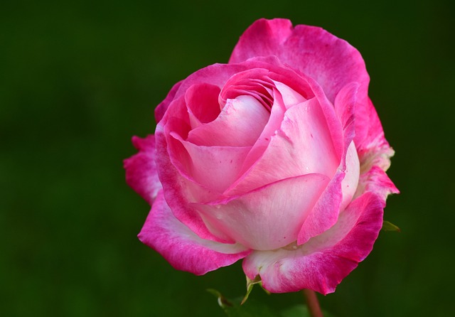 粉色的 玫瑰 花瓣 - 上的免费照片