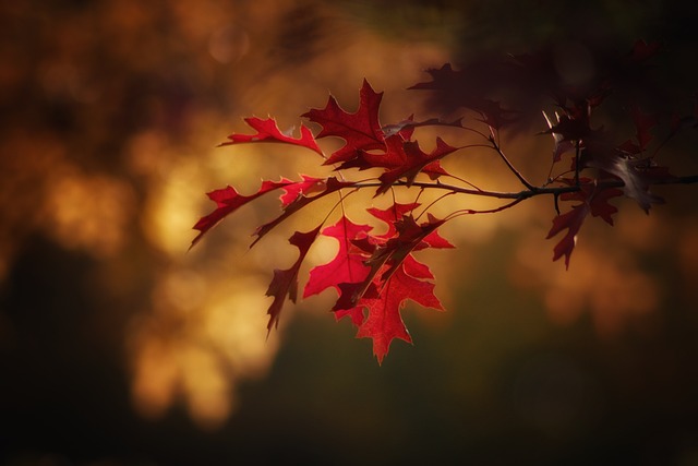 秋天 枫叶 季节 - 上的免费照片