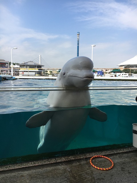 白鲸 水族馆 - 上的免费照片