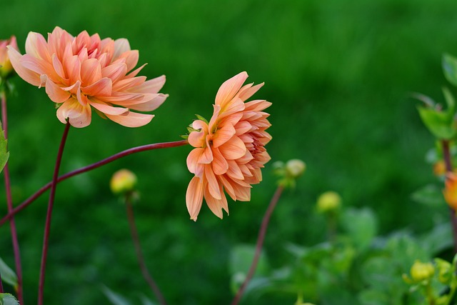 大丽花 Dahlia Cultivas 花 - 上的免费照片