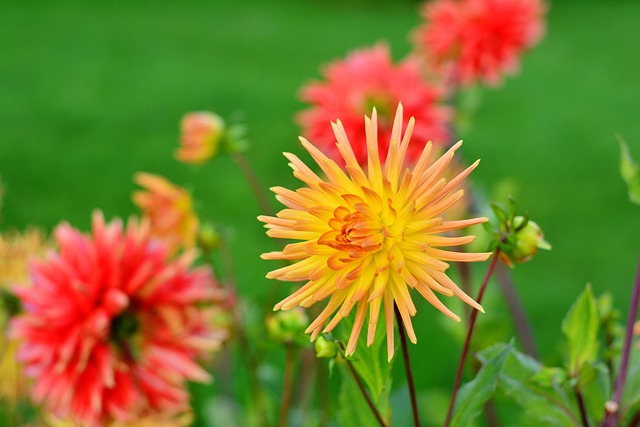 大丽花 Dahlia Cultivas 仙人掌花 - 上的免费照片