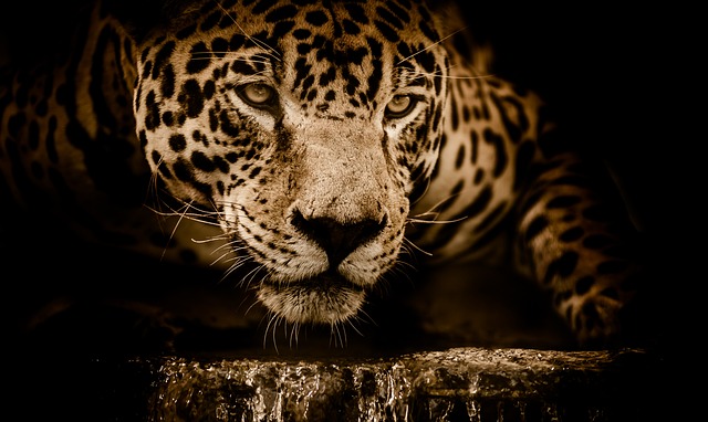 捷豹 野生猫 猫科动物 - 上的免费照片
