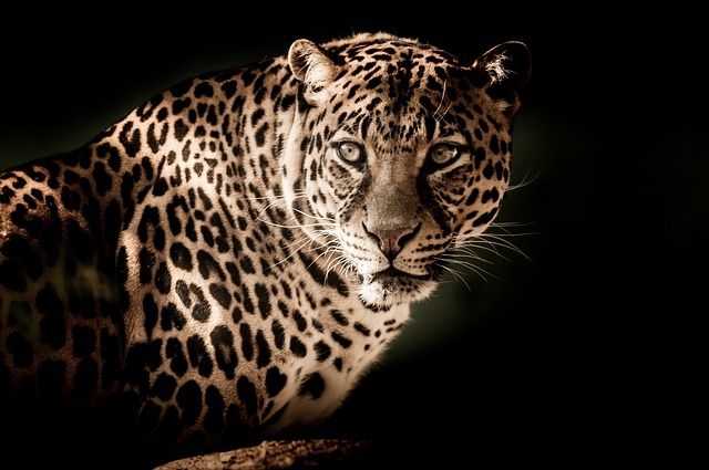 豹 野猫 野生动物 - 上的免费照片